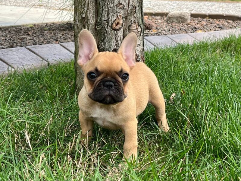 French Bulldog Puppies for Sale | Family Puppies