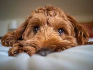 cockapoo puppy lying on bed