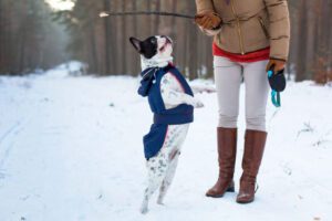 french bulldog playing outside in snow with owner