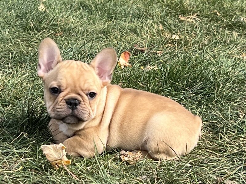 French Bulldog Puppies For Sale in Indiana & Chicago Family Puppies