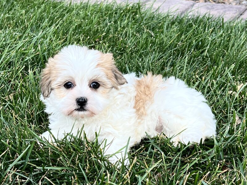 Coton De Tulear Breeders & Puppies For Sale in Indiana Family Puppies