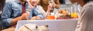 dog at thanksgiving table