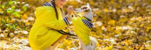 Child plays with Jack Russell Terrier in autumn forest. Autumn walk with a dog, children and pet.
