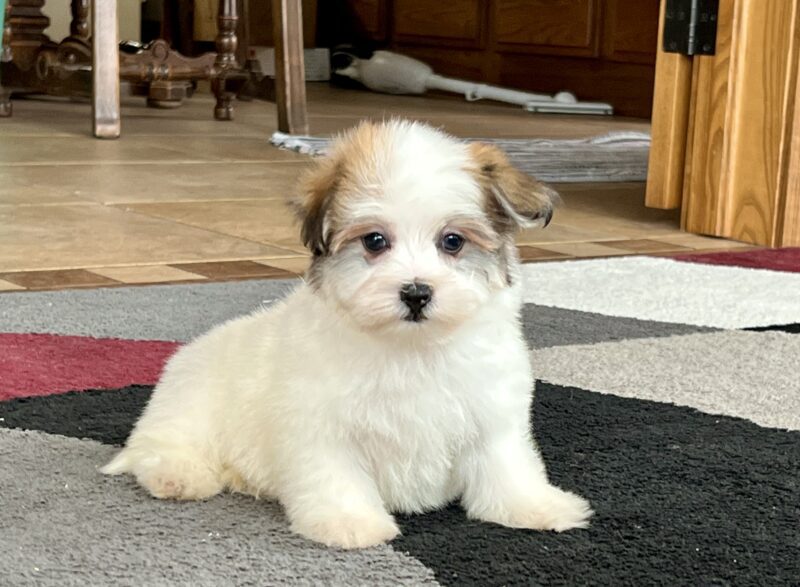 Can Havanese Be Aggressive