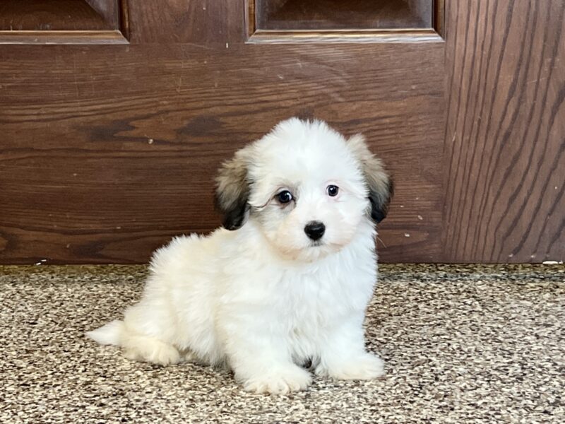 Coton De Tulear Breeders & Puppies For Sale in Indiana Family Puppies