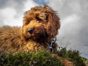 A young red Cockapoo puppy enjoying being on the open hillside in Scotland amongst the heather