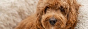 Cavapoo dog in his bed