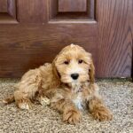 Female light red and white cavapoo puppies