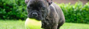 A cute adorable brown and black French Bulldog Dog is playing in the grass with a yellow ball.