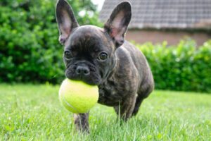 A cute adorable brown and black French Bulldog Dog is playing in the grass with a yellow ball.