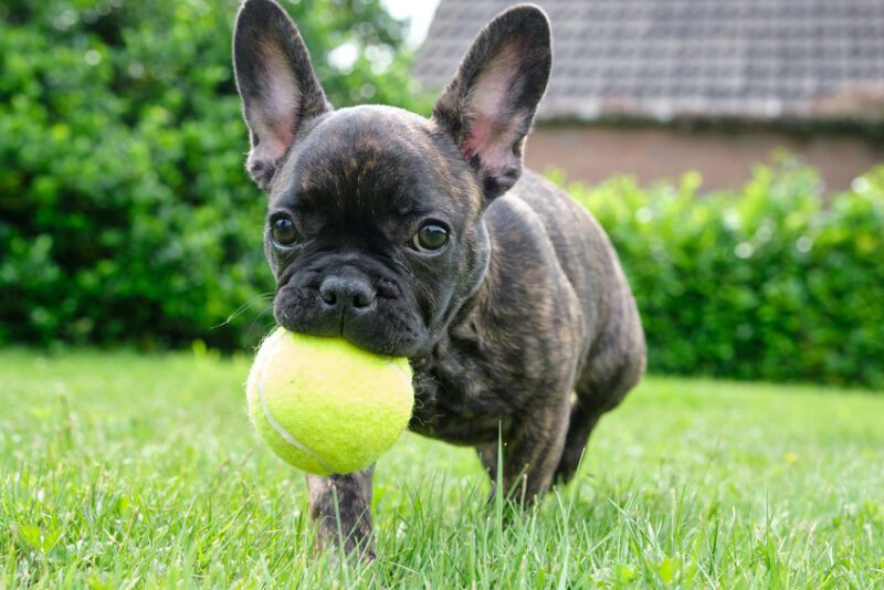 Why French Bulldogs Are Now the Most Popular Dog in America Family
