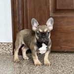 French Bulldog Puppies For Sale in Indiana & Chicago | Family Puppies