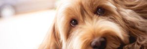 Puppy Cockapoo dog (mixed breed with cute Cocker Spaniel + Poodle) Pet health care animal concept, on blurred bokeh background. Portrait little long hair Cocker dog laying on floor, looking camera.