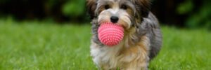 Playful havanese puppy dog brings a pink ball towards the camera in the grass