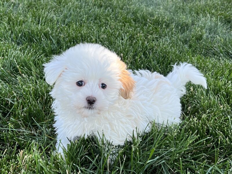 is coton de tulear a good family dog