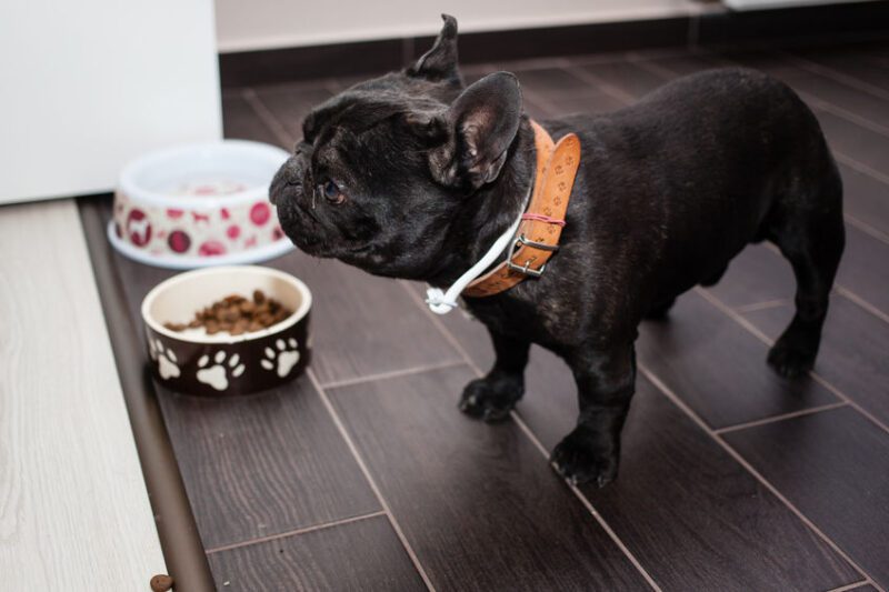 The Ideal Diet for Your French Bulldog Keeping Your Frenchie Fit and