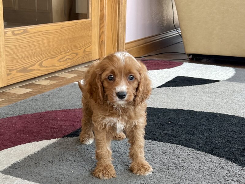 Cocker cavapoo sales