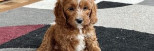 A female Cavapoo puppy