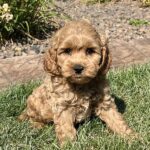 A Cavapoo Puppy
