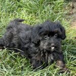 A Pooton puppy sits in the grass