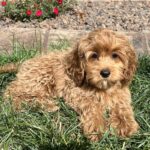 A Cockapoo puppy lays in the grass