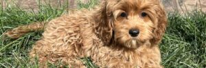 A Cockapoo puppy lays in the grass