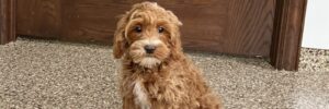 A Pooton puppy sits in front of a door