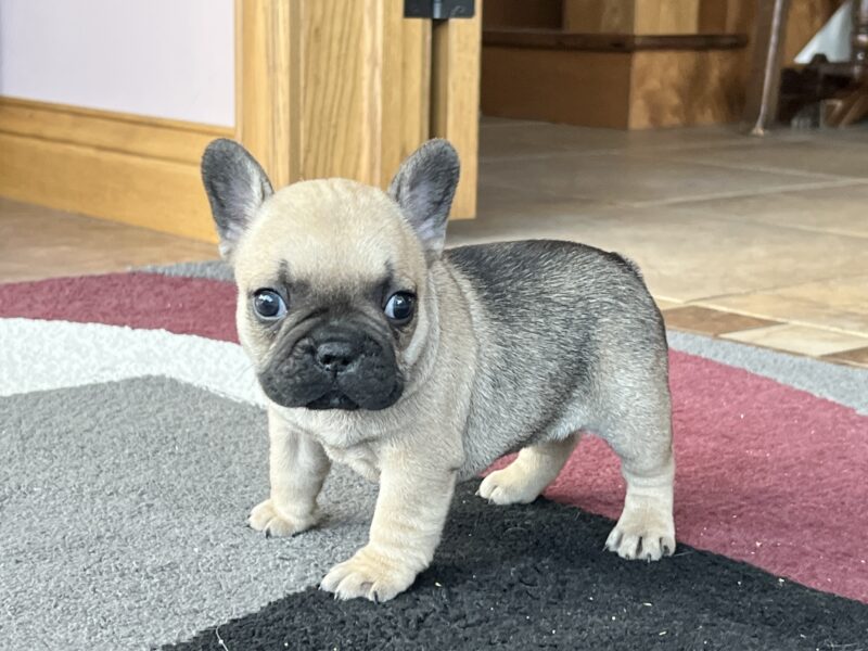 Gray french bulldog sales puppy for sale