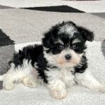 A male Havanese puppy from Family Puppies