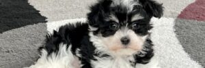 A male Havanese puppy from Family Puppies