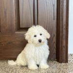 A Coton De Tulear puppy sits in front of a door