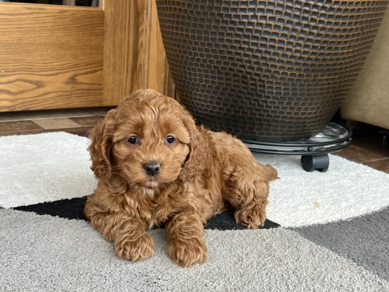 A Cockapoo puppy sits on the ground