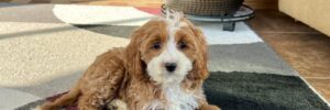 A Cavapoo named Sienna bred by Family Puppies