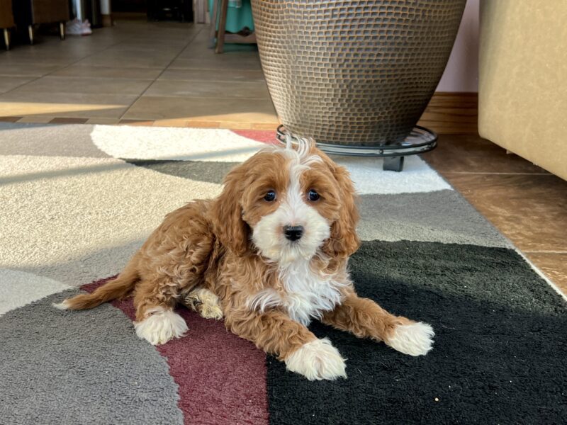 A Cavapoo named Sienna bred by Family Puppies