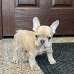 Romeo - Male French Bulldog Puppy