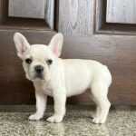 A female French Bulldog from Family Puppies.