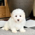 A Coton de Tulear puppy sits on a carpet