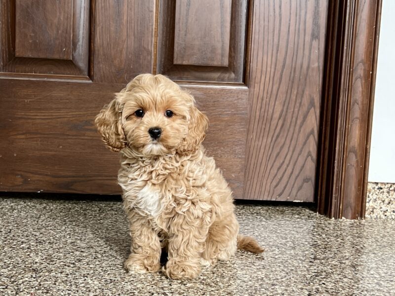 Cockapoo Puppies For Sale in Indiana Ohio Family Puppies