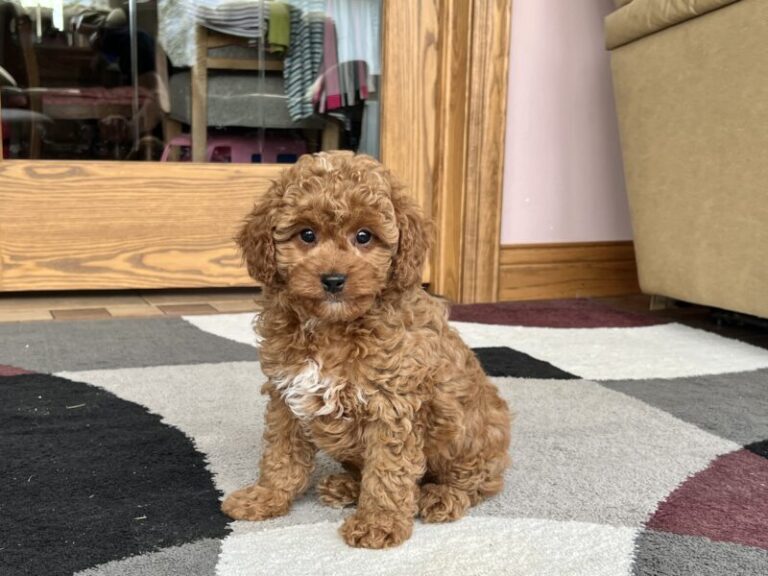 Benji F1b Male