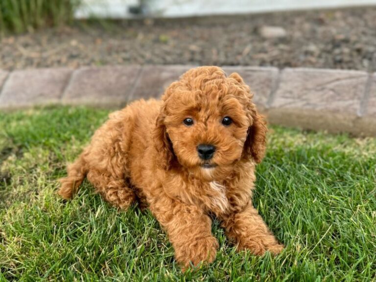 Bobbi F1b Male