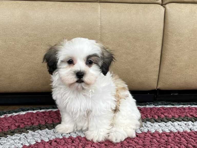 Maddie Female