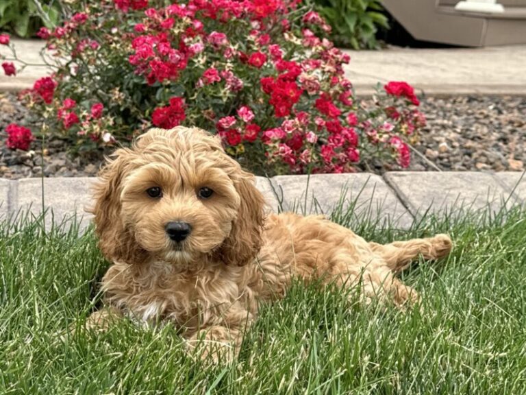 Presley Male (1)