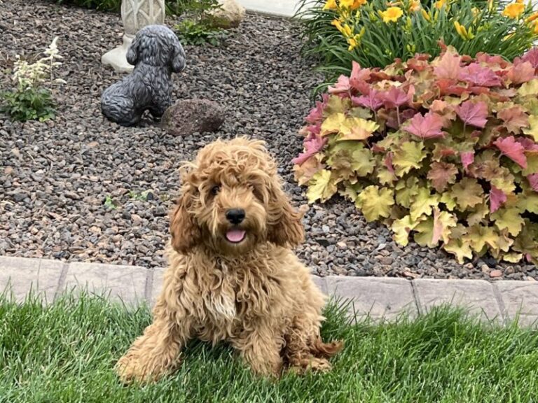 Cockapoo Puppies For Sale in Indiana & Ohio | Family Puppies