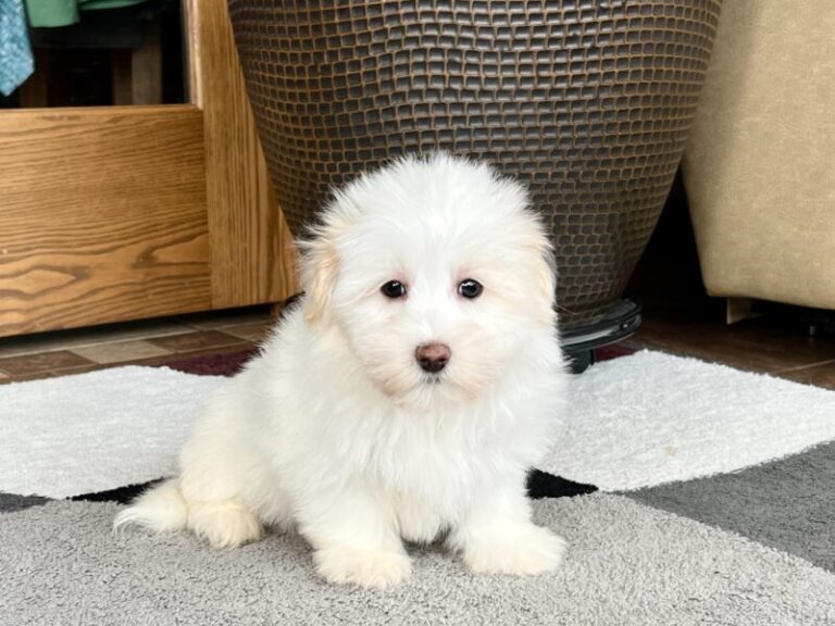 coton-de-tulear-breeders-puppies-for-sale-in-indiana-family-puppies