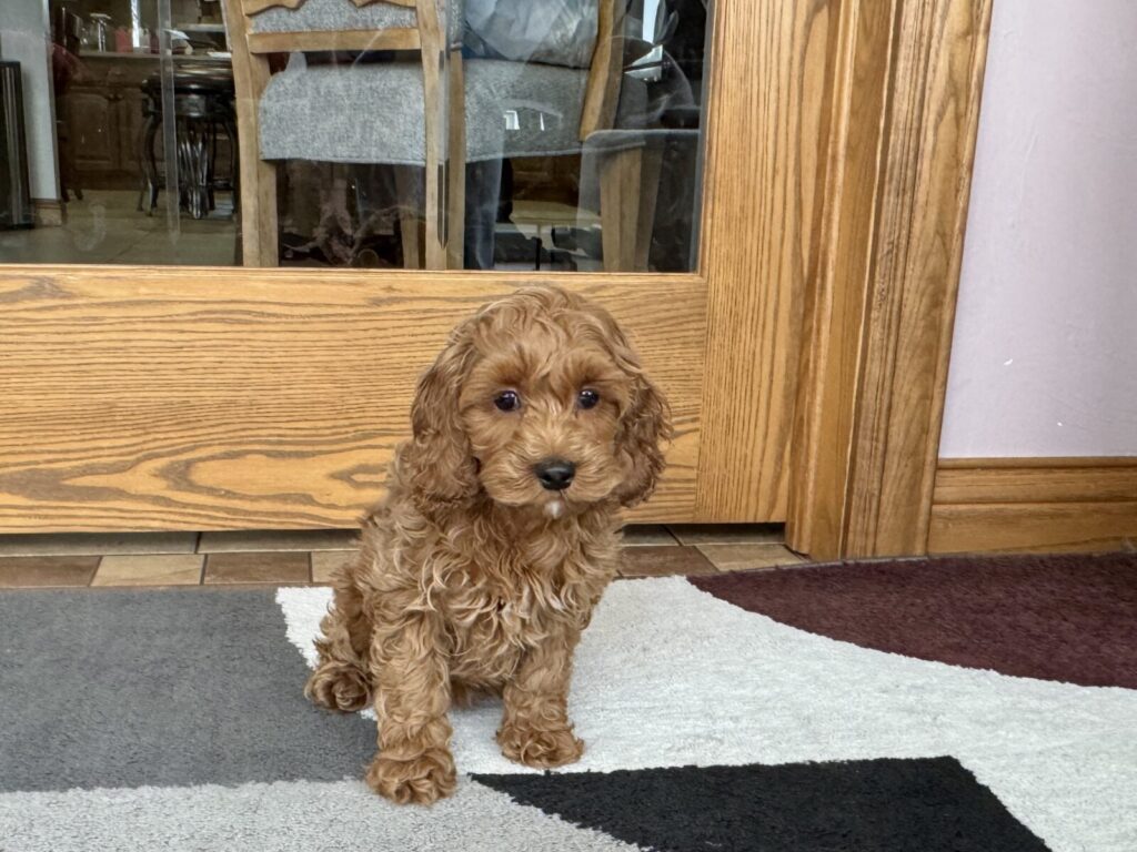 A Cavapoo from Family Puppies
