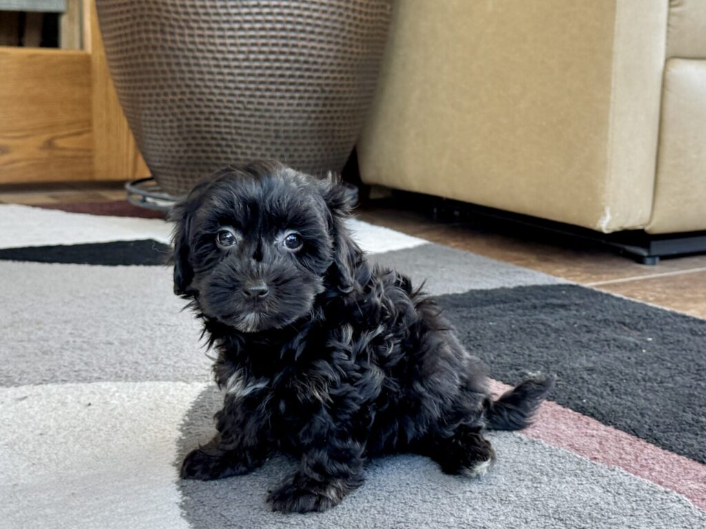 Terry, a Havanese puppy from Family Puppies