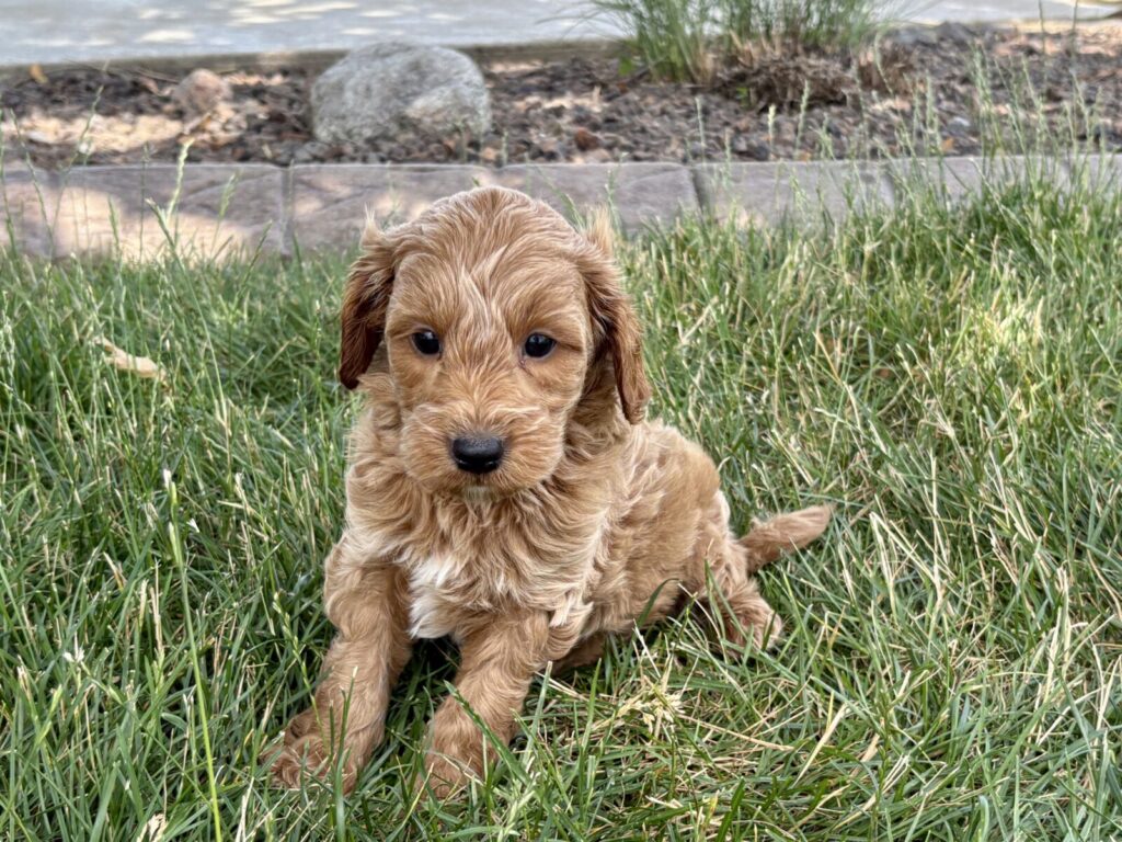 A Cavapoo puppy from Family Puppies