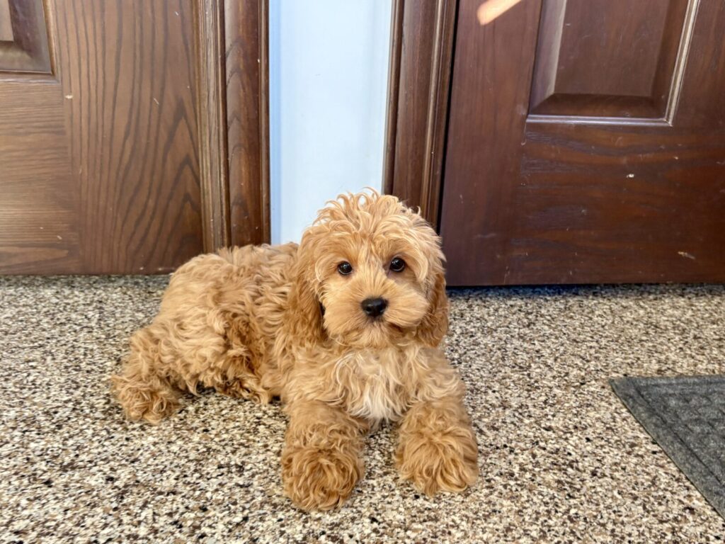 A cockapoo puppy
