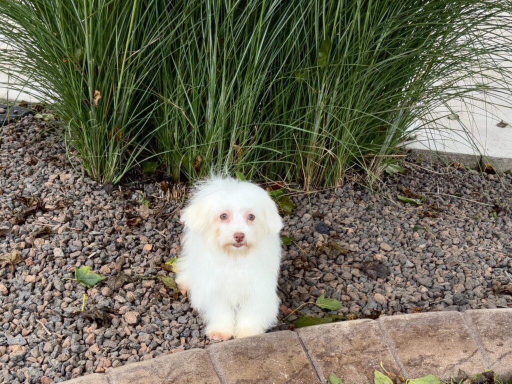 A Coton de Tulear puppy
