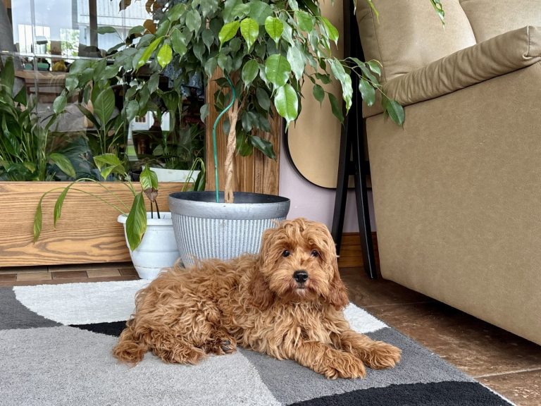 A fluffy, brown dog rests on a patterned rug beside a potted plant and a cozy couch in a bright indoor space.